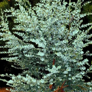 Baby Blue Eucalyptus Live Plant, Live Eucalyptus Plant, Eucalyptus Plant Live, Live Eucalyptus Tree, Live Eucalyptus Plant Indoor, 4 to 8 Inc Tall