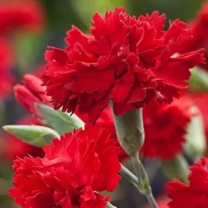 Set 2 Red Carnation Live Plants Plugs, Carnation Trailing, Cold Hardy Plant for Planting
