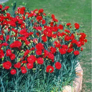 2 Red Carnation Trailing Live Plants Plugs, Cold Hardy Plant, Starter Plant for Growing