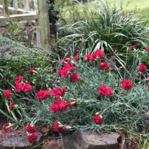 2 Red Carnation Trailing Live Plants Plugs, Cold Hardy Plant, Starter Plant for Growing