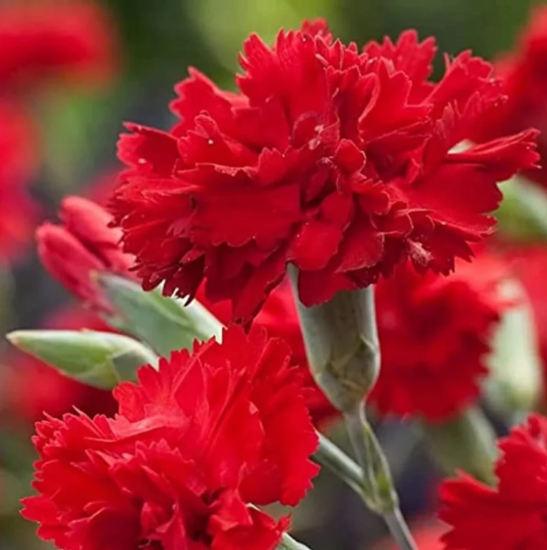 2 Red Carnation Trailing Live Plants Plugs, Cold Hardy Plant, Starter Plant for Growing