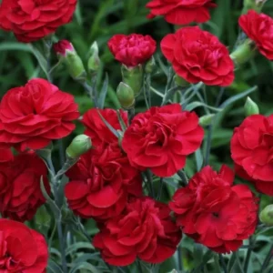 2 Red Carnation Trailing Live Plants Plugs, Cold Hardy Plant, Starter Plant for Growing