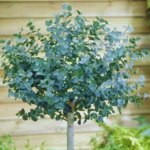 2 Silver Dollar Eucalyptus Live Plants, Live Eucalyptus Plants, Eucalyptus Plants Live, Live Eucalyptus Trees, Live Eucalyptus Plants Indoor