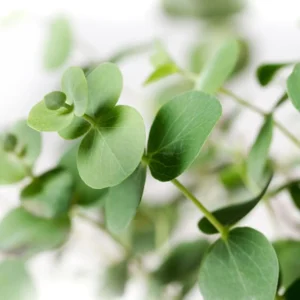 2 Silver Dollar Eucalyptus Live Plants, Live Eucalyptus Plants, Eucalyptus Plants Live, Live Eucalyptus Trees, Live Eucalyptus Plants Indoor