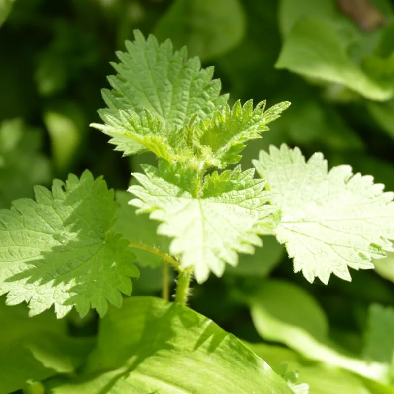 Stinging Nettle Live Plant Herb in 3.5" Pot