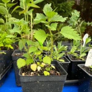 Stinging Nettle Live Plant Herb in 3.5