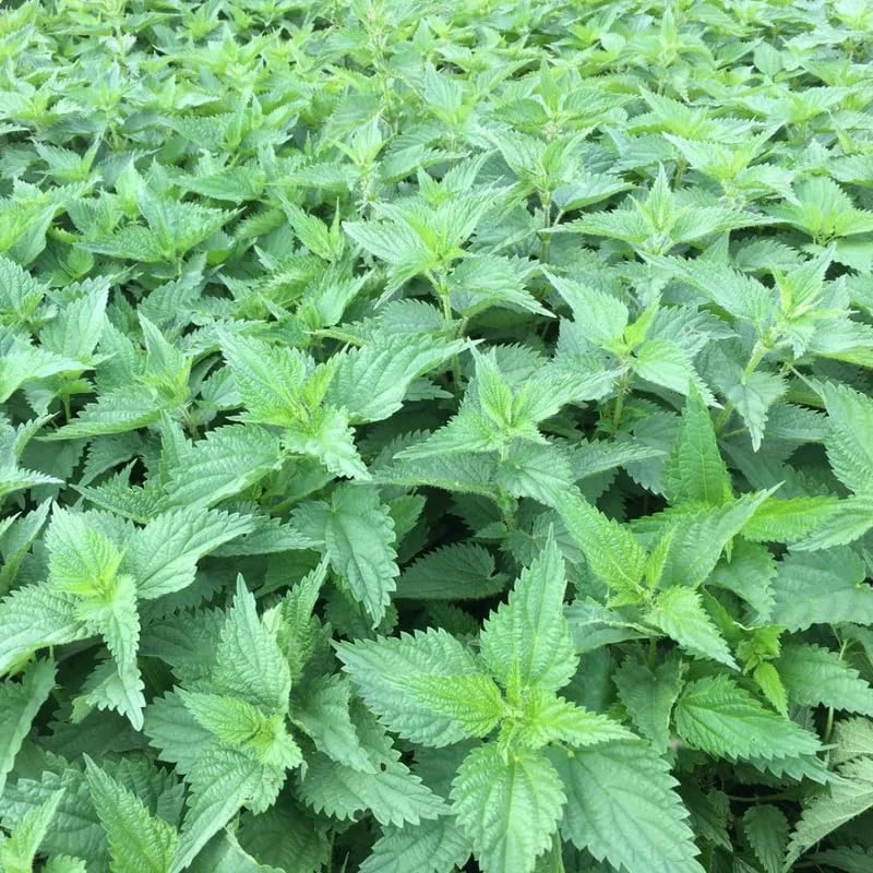 Stinging Nettle Plants Live Herb Bareroot for Planting, 1 Well-rooted Plant