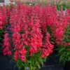 Live Red Foxglove Plant, Starter Plant, Red Flower Plant Blooms