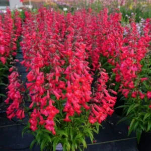 Live Red Foxglove Plant, Starter Plant, Red Flower Plant Blooms
