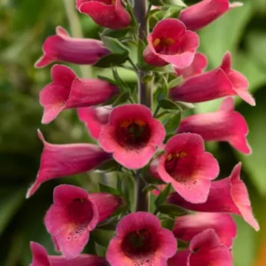 Live Red Foxglove Plant, Starter Plant, Red Flower Plant Blooms