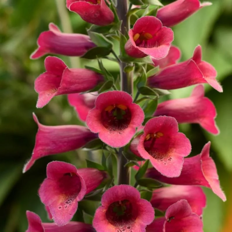 Live Red Foxglove Plant, Starter Plant, Red Flower Plant Blooms