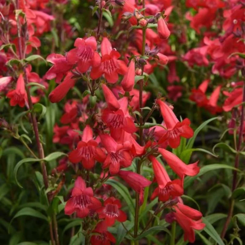 Live Red Foxglove Plant, Starter Plant, Red Flower Plant Blooms