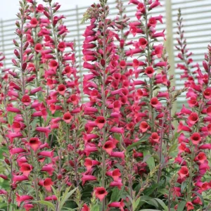 Live Red Foxglove Plant, Starter Plant, Red Flower Plant Blooms
