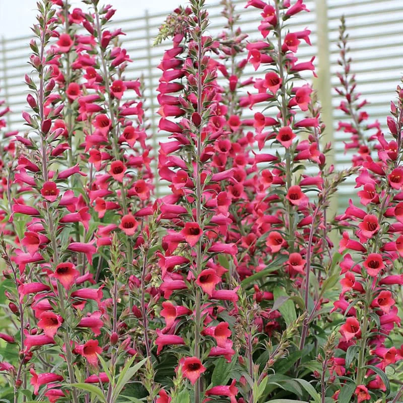 Live Red Foxglove Plant, Starter Plant, Red Flower Plant Blooms