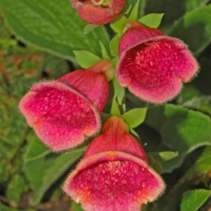Live Red Foxglove Plant, Starter Plant, Red Flower Plant Blooms