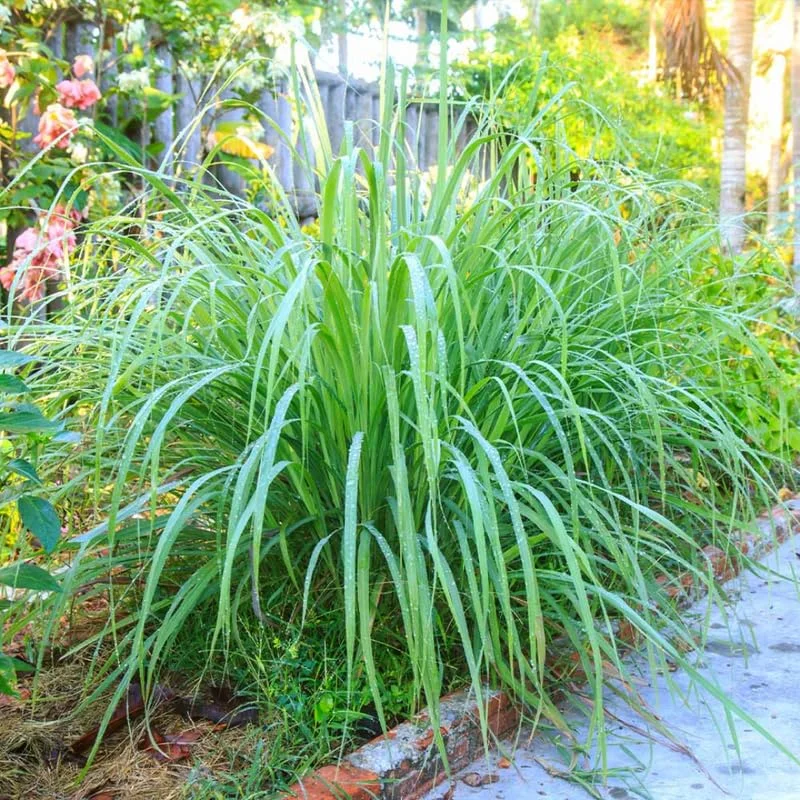 Set 10 Big Lemongrass Live Plants Stalks, Lemon Grass Stalks Well-rooted, Trim Back Herb Plants Perennial Plants, Lemongrass for Planting Indoor Outdoor