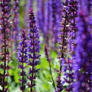 2 Blue Sage Salvia Live Plants, Salvia Bushes in 4