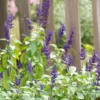 2 Blue Sage Salvia Live Plants, Salvia Bushes in 4" Pot, Blue Purple Salvia Plants