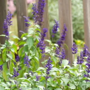 2 Blue Sage Salvia Live Plants, Salvia Bushes in 4" Pot, Blue Purple Salvia Plants