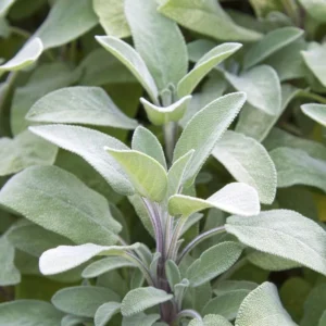 2 Blue Sage Salvia Live Plants, Salvia Bushes in 4