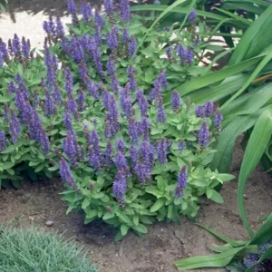 2 Blue Sage Salvia Live Plants, Salvia Bushes in 4