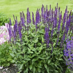 2 Blue Sage Salvia Live Plants, Salvia Bushes in 4