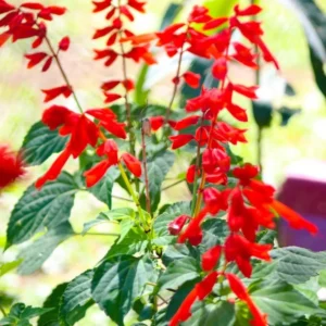Pineapple Sage Live Plant, Red Salvia Live Bush Plant, No Pot