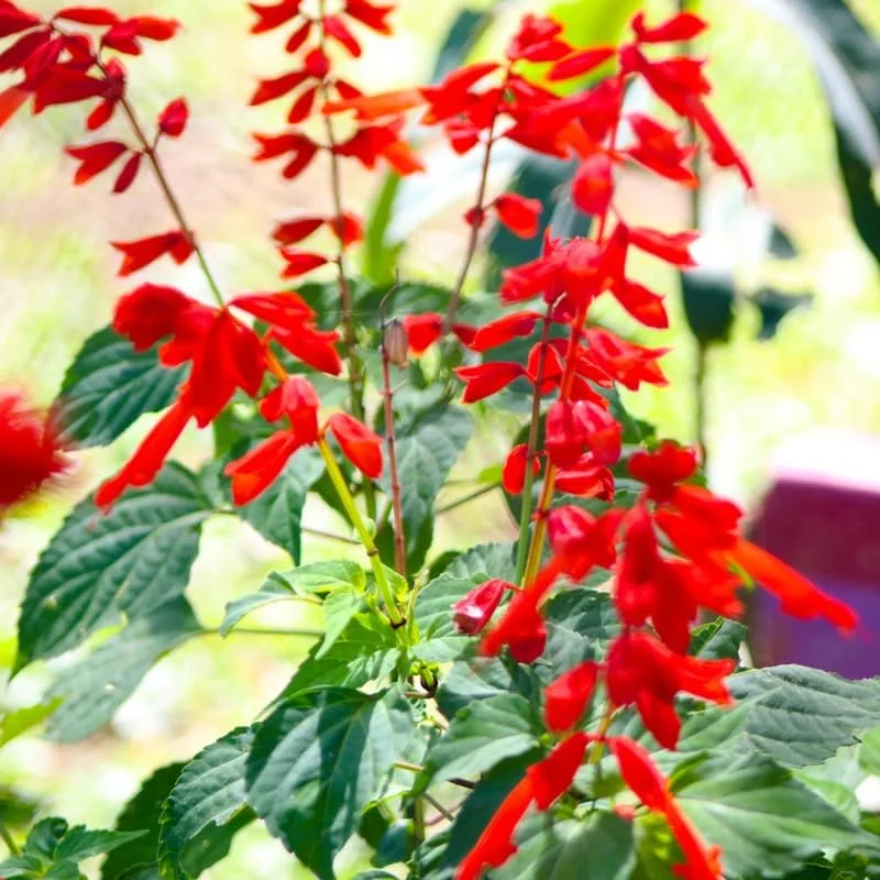 Pineapple Sage Live Plant, Red Salvia Live Bush Plant, No Pot