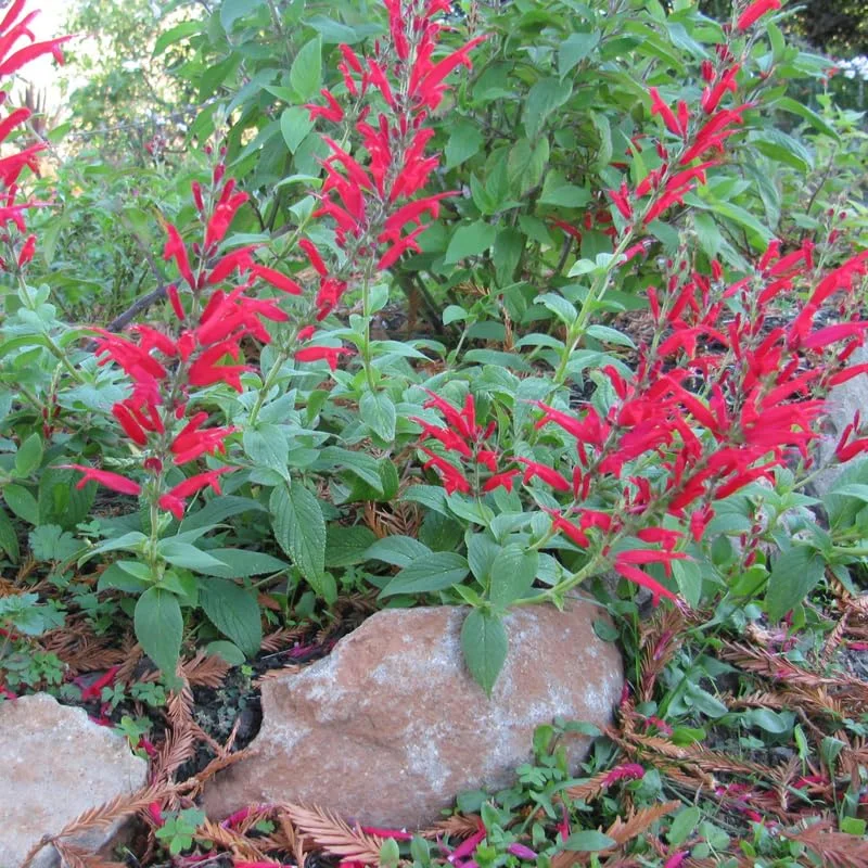 Pineapple Sage Live Plant, Red Salvia Live Bush Plant, No Pot