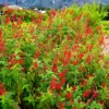 Pineapple Sage Live Plant, Red Salvia Live Bush Plant, No Pot