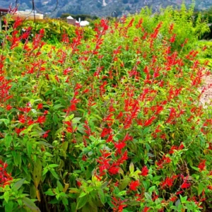 Pineapple Sage Live Plant, Red Salvia Live Bush Plant, No Pot