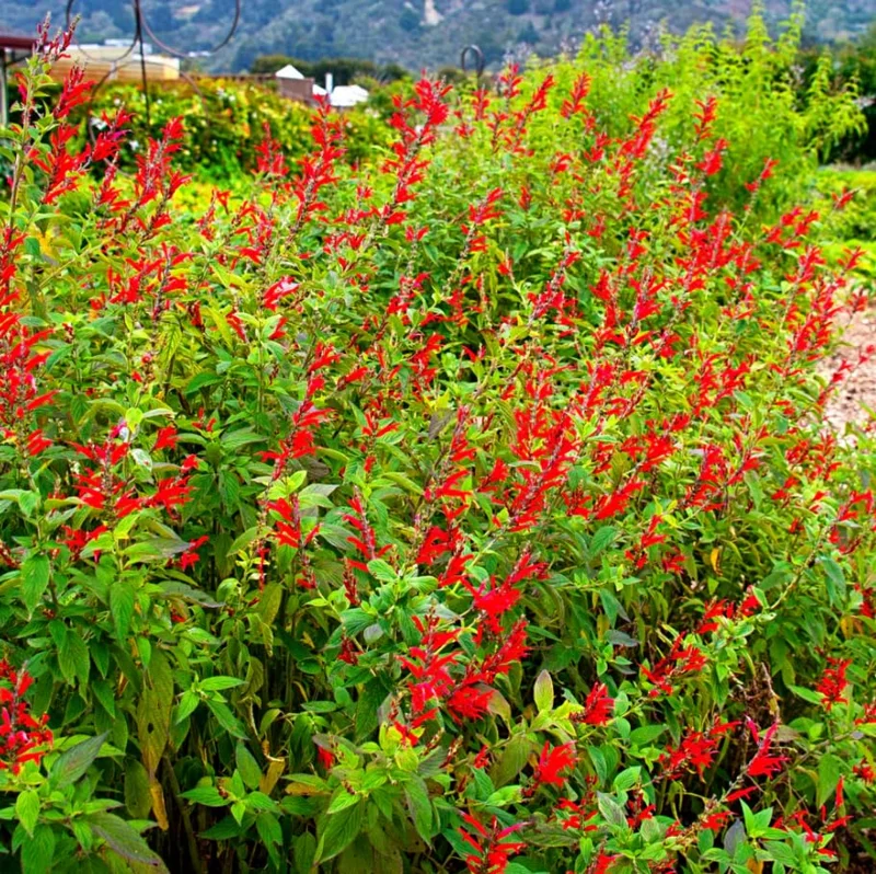Pineapple Sage Live Plant, Red Salvia Live Bush Plant, No Pot