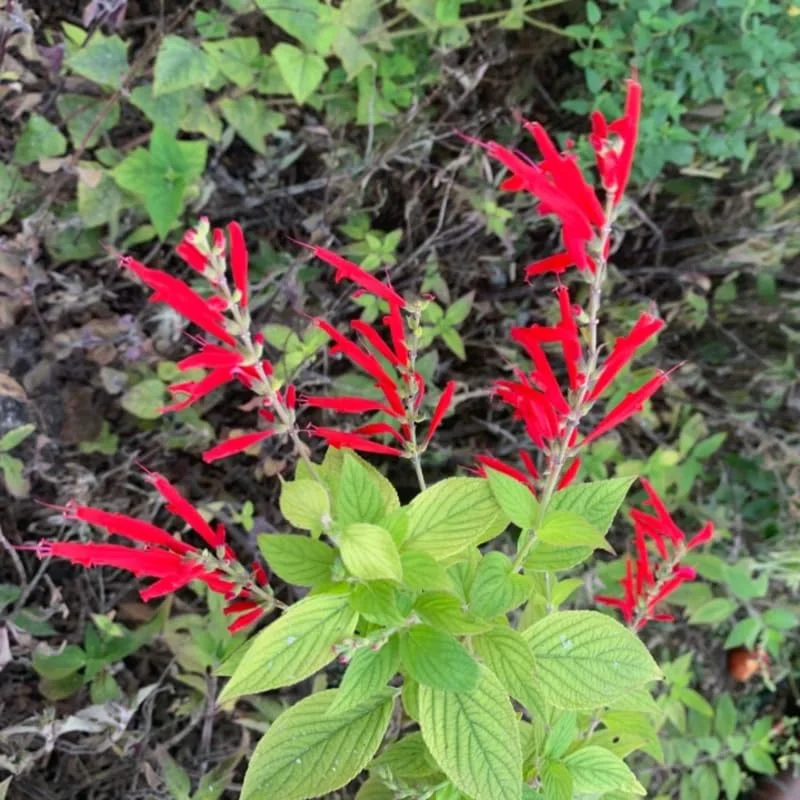 Pineapple Sage Live Plant, Red Salvia Live Bush Plant, No Pot