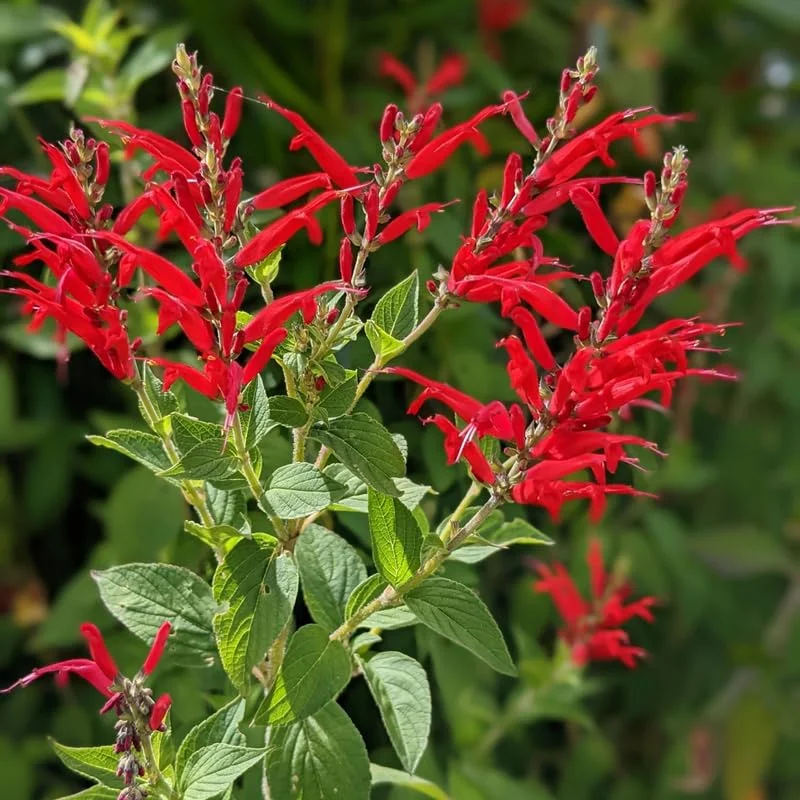Pineapple Sage Live Plant, Red Salvia Live Bush Plant, No Pot