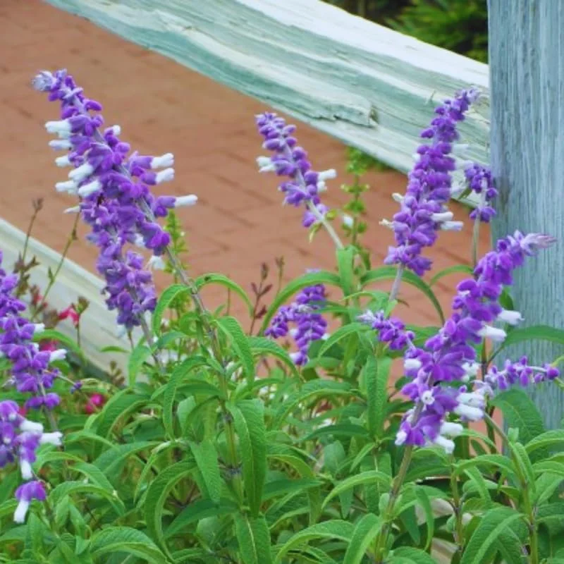 Salvia Mexican Bush Sage Live Plant, Starter Plant, 6 to 8 Inches