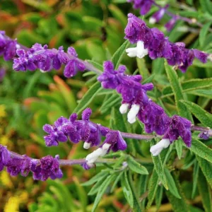 Salvia Mexican Bush Sage Live Plant, Starter Plant, 6 to 8 Inches