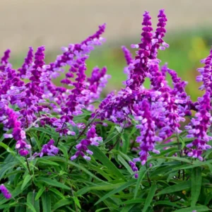 Salvia Mexican Bush Sage Live Plant, Starter Plant, 6 to 8 Inches