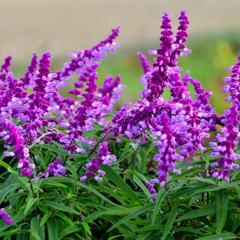 Salvia Mexican Bush Sage Live Plant, Starter Plant, 6 to 8 Inches