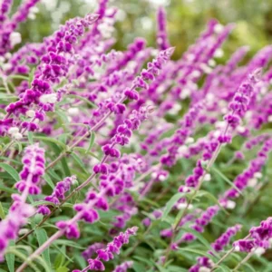 Salvia Mexican Bush Sage Live Plant, Starter Plant, 6 to 8 Inches