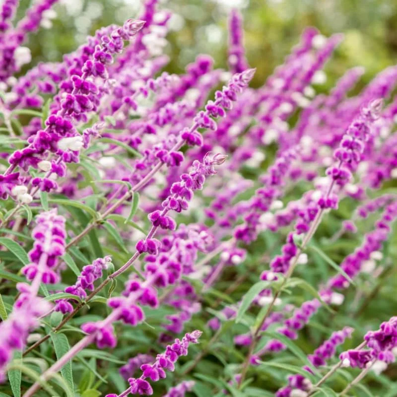 Salvia Mexican Bush Sage Live Plant, Starter Plant, 6 to 8 Inches