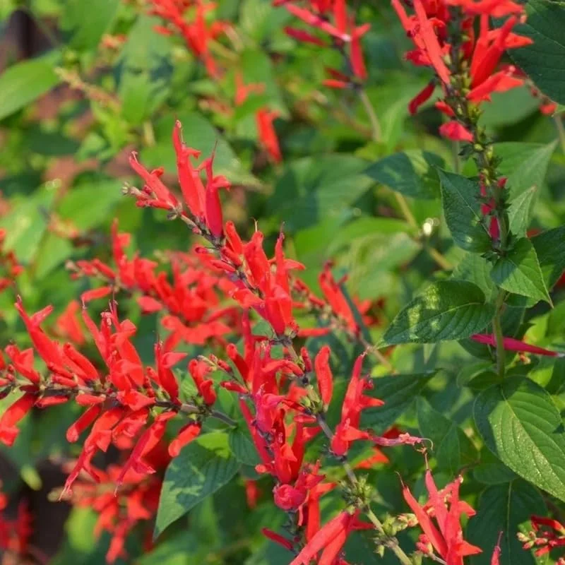Pineapple Sage Live Plant, Red Salvia Live Bush Plant, No Pot