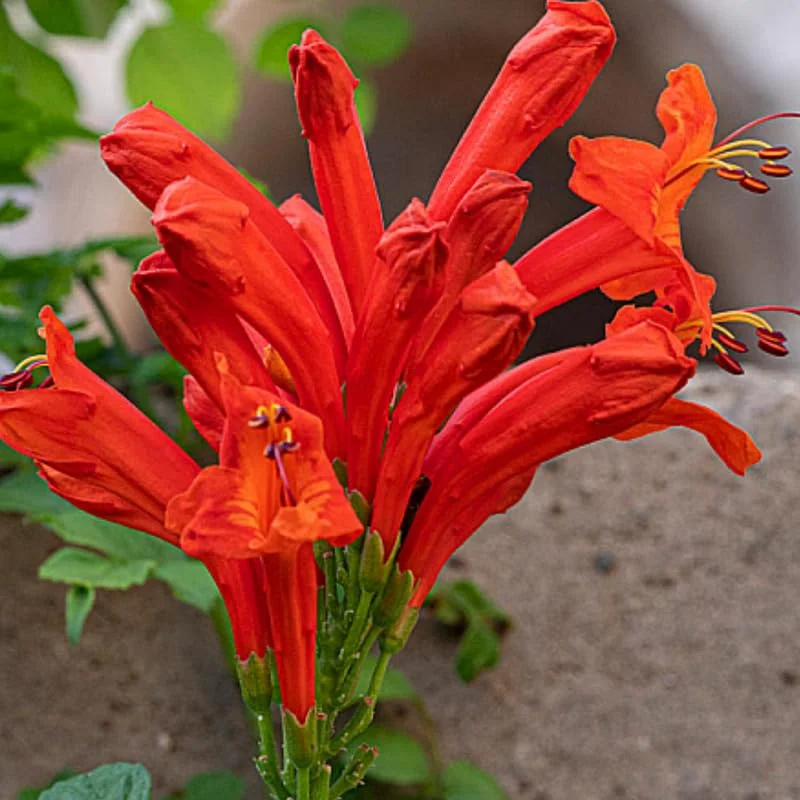 Fragrant Cape Honeysuckle Bush Climbing, Honeysuckle Plant Live Vine, Lonicera Perennial Honeysuckle Plants Bushes Shrubs, From 4 Inch Tall