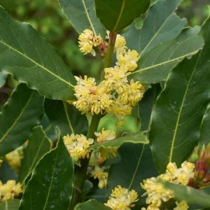 Laurus Nobilis Bay Leaf Tree, Sweet Bay Leaf Live Plant Tree, Bay Laurel Tree, 6-8