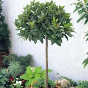 Laurus Nobilis Bay Leaf Tree, Sweet Bay Leaf Live Plant Tree, Bay Laurel Tree, 6-8