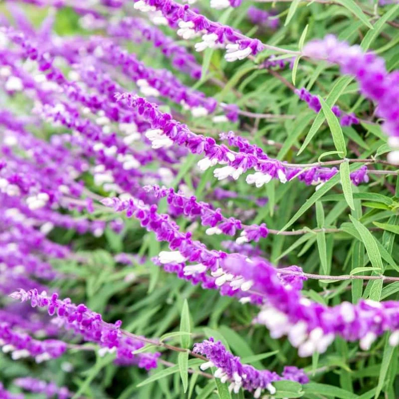 Salvia Mexican Bush Sage Live Plant, Starter Plant, 6 to 8 Inches
