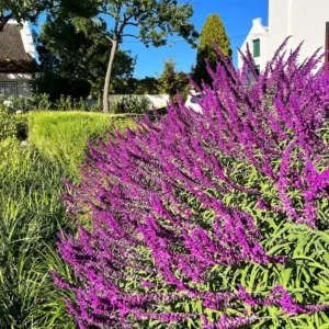 Salvia Mexican Bush Sage Live Plant, Starter Plant, 6 to 8 Inches