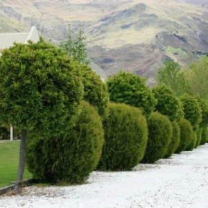 Laurus Nobilis Bay Leaf Tree, Sweet Bay Leaf Live Plant Tree, Bay Laurel Tree, 6-8