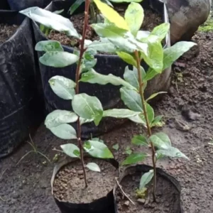 Laurus Nobilis Bay Leaf Tree, Sweet Bay Leaf Live Plant Tree, Bay Laurel Tree, 6-8