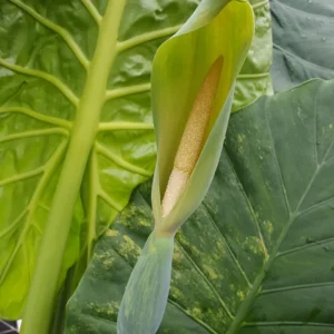 Alocasia Elephant Ear Live Plant For Growing, 4-6