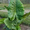 Alocasia Elephant Ear Live Plant For Growing, 4-6" Tall